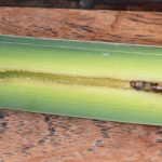 Ještě malou housenku rákosnice, ačkoliv žije schována uvnitř listu orobince, usmrtila larva lumka a kousek od zabité housenky se zakuklila