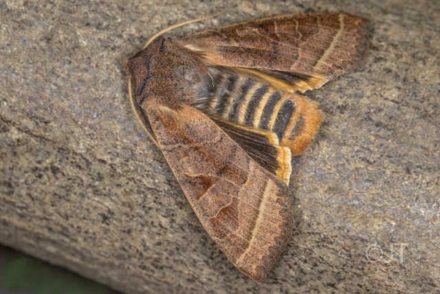 Obrázek má ukázat černou barvu zadních křídel a typicky kontrastně pruhovaný zadeček, normálně ale můra sedí s křídly u těla, jako na dalších obr.