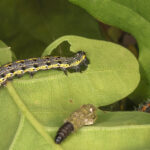 Nahoře miniosa,uprostřed dole vakonoš B.Cloustrella, v pravo R.pruni